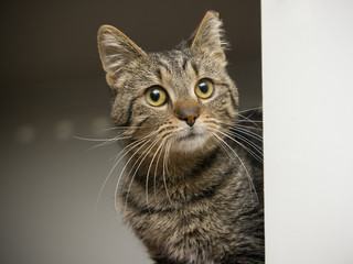 Tabby cat  looking at you