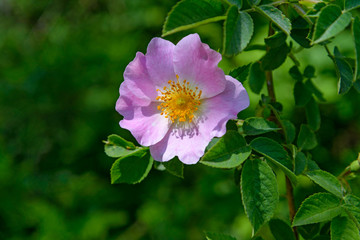 The Rosehip flower