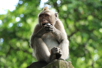 Naklejka na ściany i meble Macaque in the Monkey Forest of Ubud, Bali