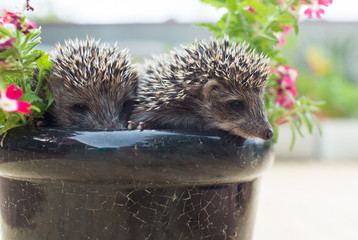 Two Hedgehog in pot flowers