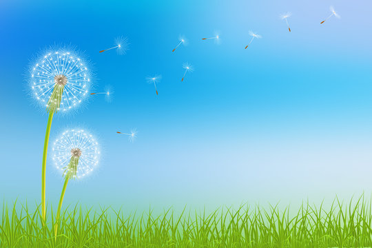 Abstract spring  background with dandelion flowers and grass, vector illustration.