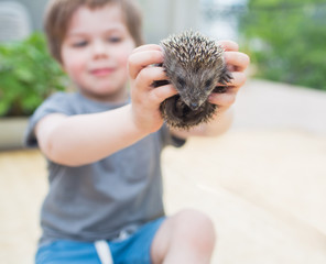 Little boy playing with hedgehog