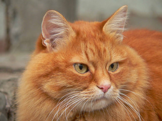 Muzzle of a red cat close-up