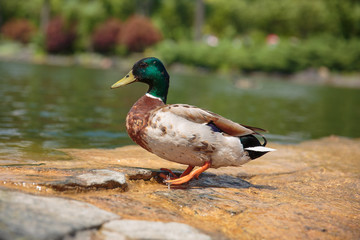 Duck. Drake on the stone