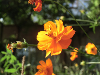 Bright orange cosmos flower in sunny summer day.