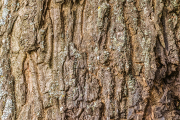 Texture of bark old oak