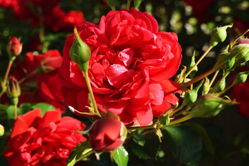 Beautiful roses for Valentine Day.
