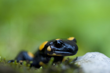 Salamander cut in the green.