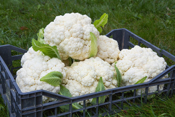 chou-fleur