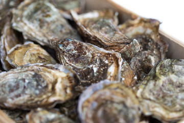 Bouriche d'huîtres