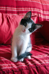 Chaton
