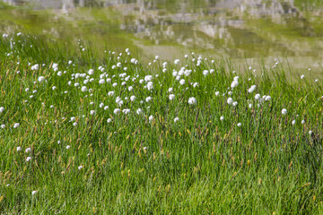 linaigrette de scheuchzer