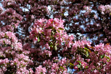 Apple tree bloom in spring. Malus Niedzwetzkyana. Branches with delicate pink flowers.