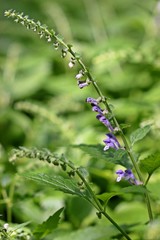 Hohes Helmkraut (Scutellaria altissima)