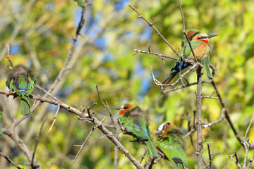 Bienenfresser (White fronted Bee Eater)