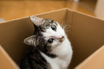 cat in a postal box