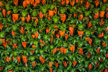 A wall of orange flowers