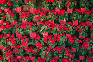 A wall of red flowers