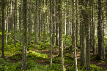 Forest in the mountains