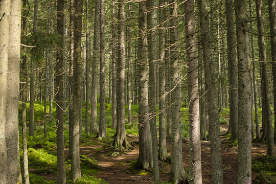 Fototapeta Forest in the mountains