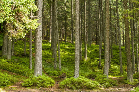 Fototapeta Forest in the mountains