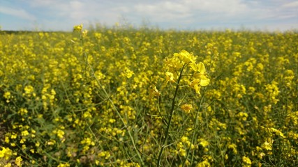 Obraz premium Yellow summer: rapes in field