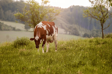 Grasende Kuh in der Abendsonne