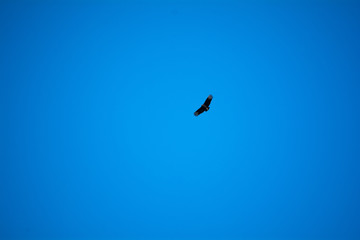 Blue Sky Eagle