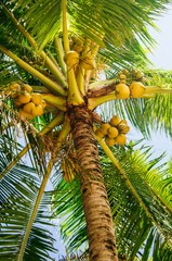 Fresh green young coconut fruit, on the coconut tree