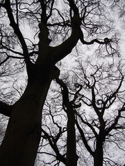 atmospheric black twisted winter trees in silhouette
