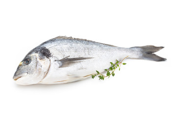 Fresh bream sea isolated on white background.