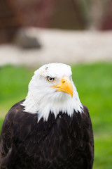 Portrait of a bald eagle on grass.