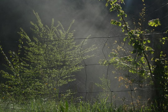 Morgenstimmung durch den Zaun