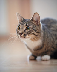 Portrait of an ordinary striped cat.