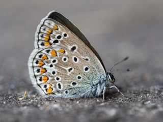 Little butterfly macro