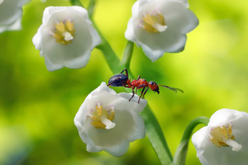 Ant on flowers