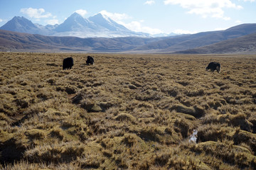 Herd of cows