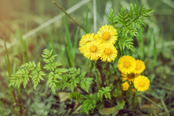 yellow flower in a forest blur
