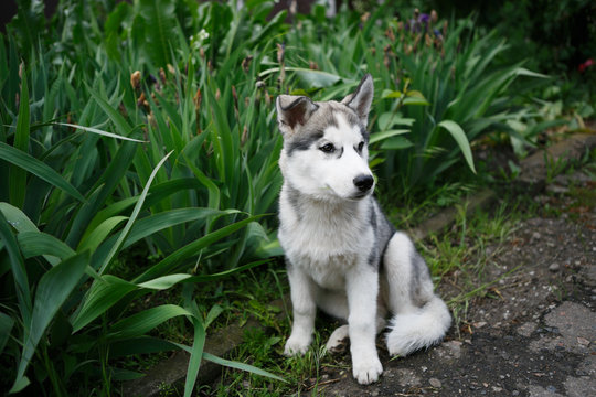 Beautiful Siberian husky puppy portrait