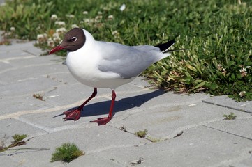 Obraz premium Lachmöwe (Chroicocephalus ridibundus) 