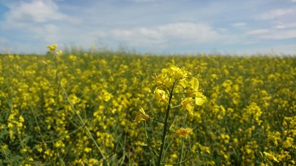 Result of works in country: yellow rapes in Lithuania in summer 