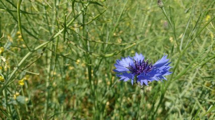 Cornflower in the field of rape