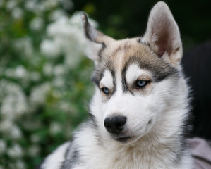 Naklejka na ściany i meble Beautiful Siberian husky puppy portrait