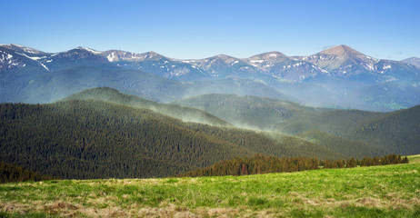 Obraz premium Clouds of coniferous pollen in the Carpathians