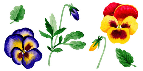 Fototapeta na wymiar Wildflower viola flower in a watercolor style isolated.