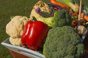 Set of different vegetables