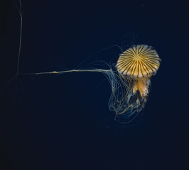 Japanese Jellyfish in aquarium