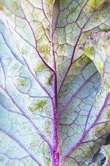 Naklejka na ściany i meble Purple Kale closeup