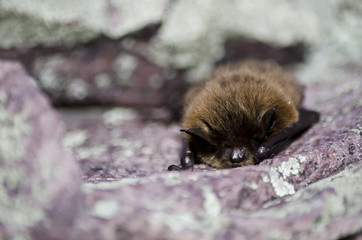 Furry brown bat sleeping on a sunny rock