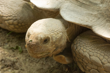 Ritratto di testuggine africana